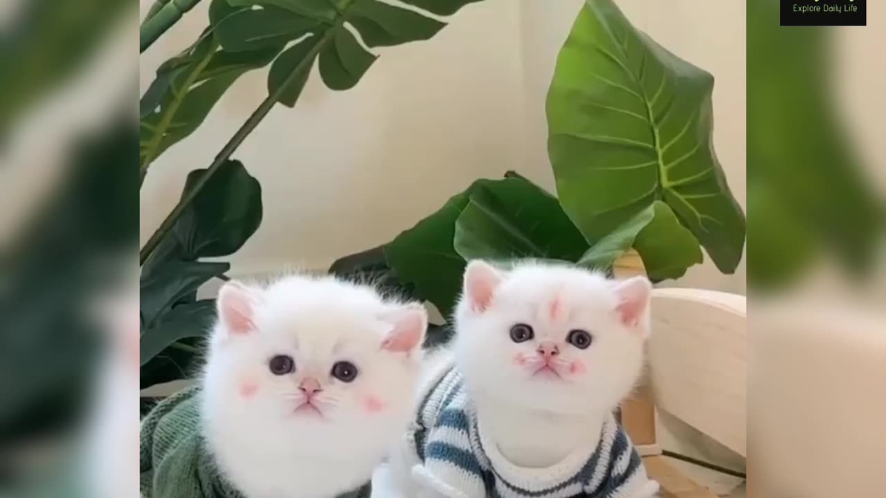 Cute funny kitten😻❤️