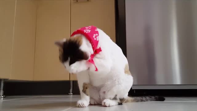 Beautiful cats in a wonderful view worth seeing