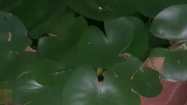 Observing water lilies at night