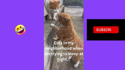 Funniest Cats And Dogs Video 092