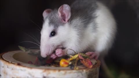 A grey hamster eating