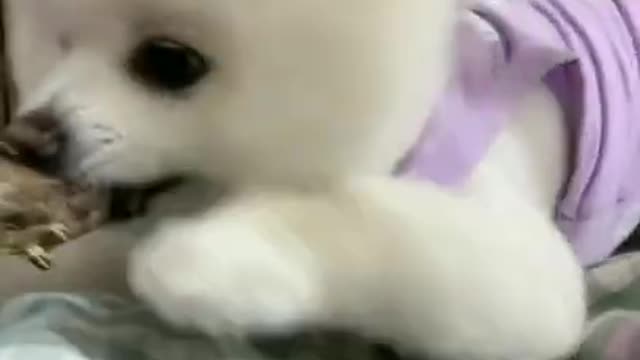 CUTE DOG COMPILATION