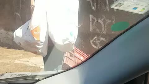 Olha diferencia entre gambás e kkkkk