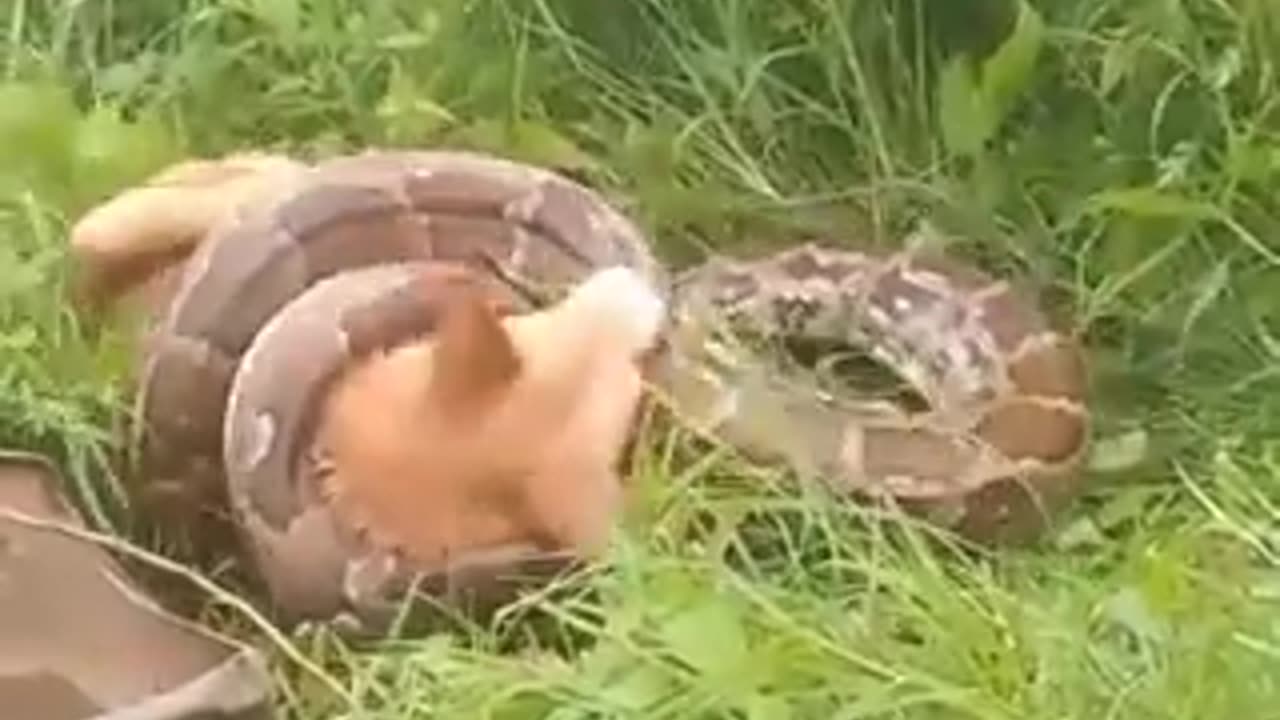 Snake Constricts Dog 🐕🐍😱