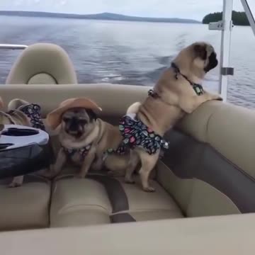 Bot femill in a dog fun