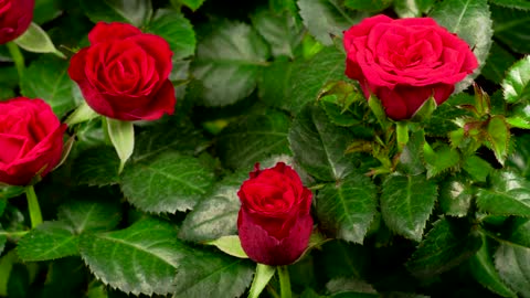 Roses blooming on a rosebush