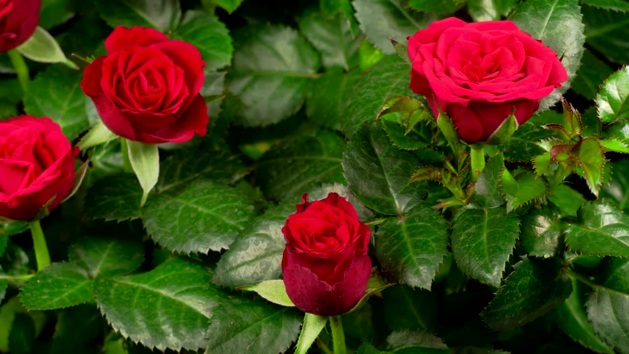 Roses blooming on a rosebush