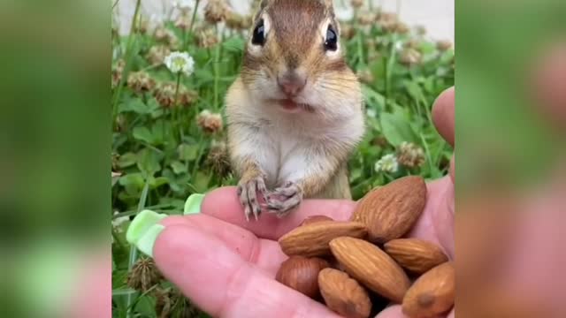 Have you ever seen a squirrel eat nuts like this?