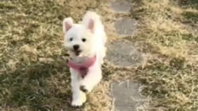 Cute puppy slow running around