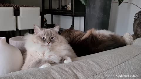 Need A Laugh? Watch These Funny Cats 🤣