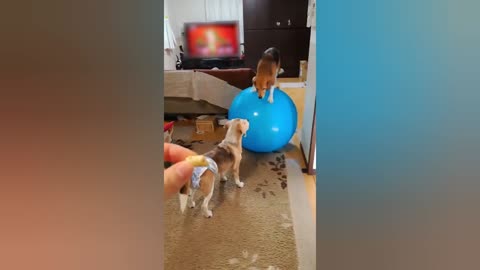 Funny Dog Parkouring On Yoga Ball 🐕