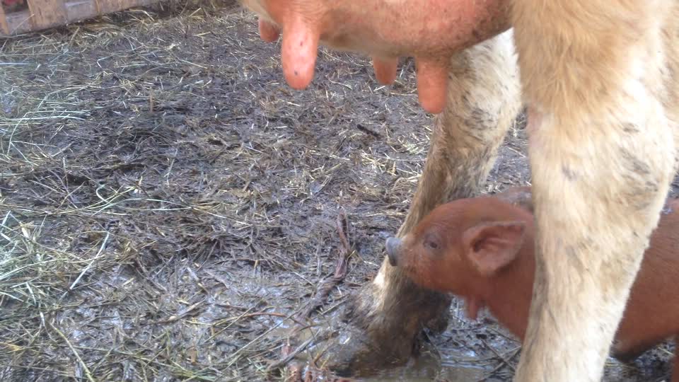 Three Piglets Stand On Hind Legs To Drink Milk From Cow's Udders