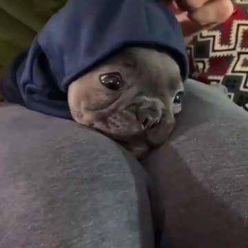 Wait for it 👀🐶 Those ears tho 😍#shorts #frenchie