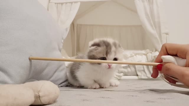 Teacup Kitten fighting a stick