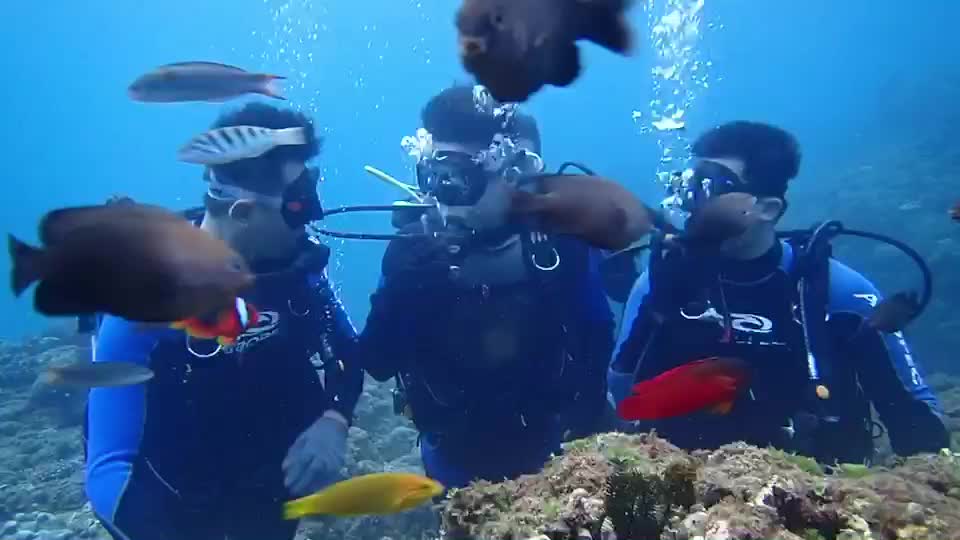 PADI scuba diving beginner