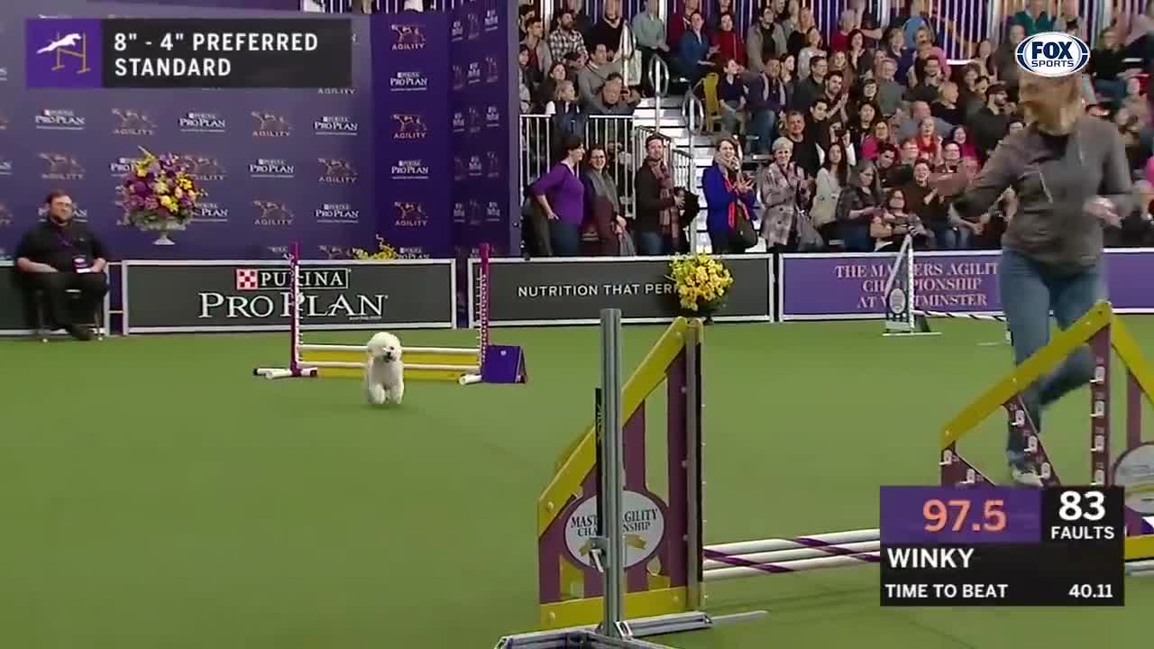 Whatch ir the Best wkc dog show moments to celebrate national puppy