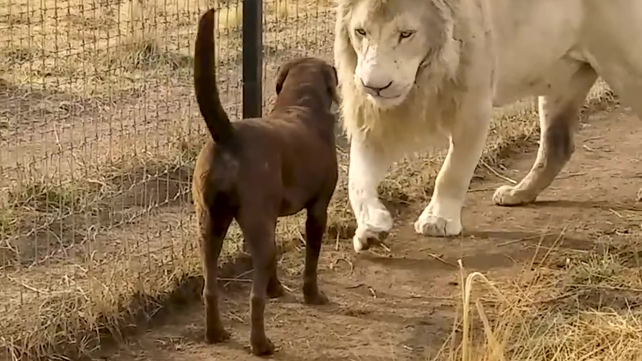 Cute Lion Gives Smooches to Puppy's Paw