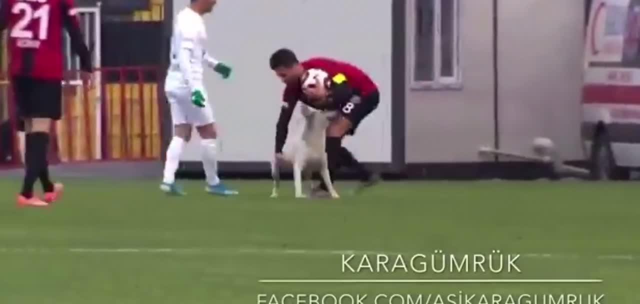 A dog enters the field and sees the players' reaction