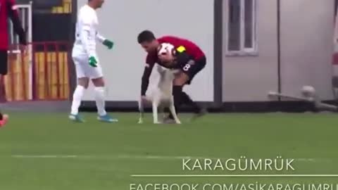 A dog enters the field and sees the players' reaction