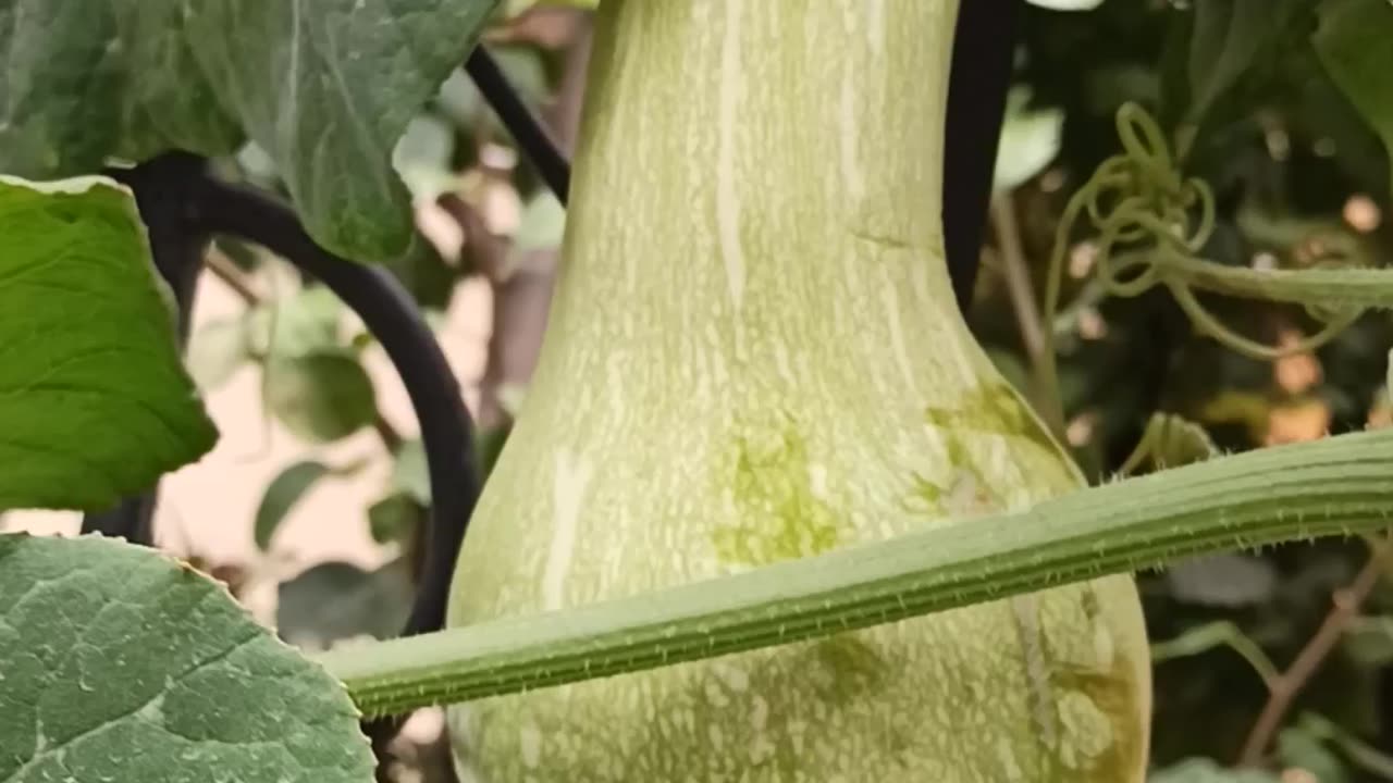 Zucchini