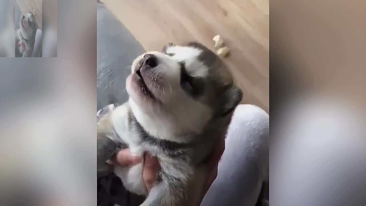 Cute dog