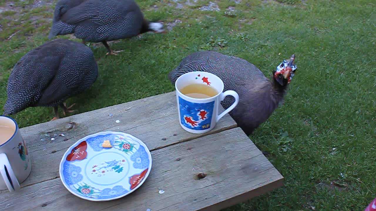 Guinea Fowl enjoys cup of tea with owner