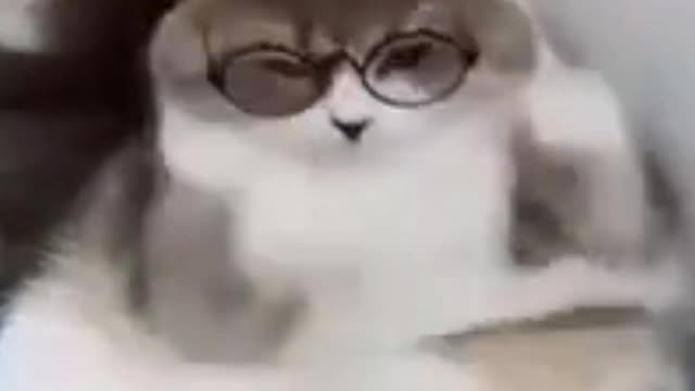 Best Funny Animal Videos - Funny Animals