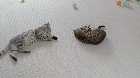 Bengal Kittens reacts to giant remote controlled Spider