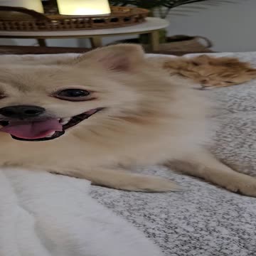 Adorable cuddling moment caught on cam between pomeranian puppy and 20 year old cat