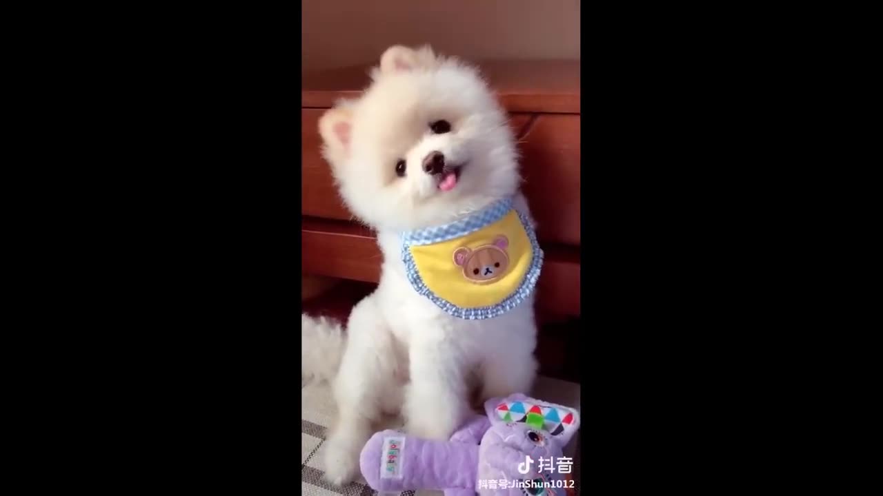 Cute Baby Animals Videos Compilation _ Funny and Cute Moment of the Animals #106