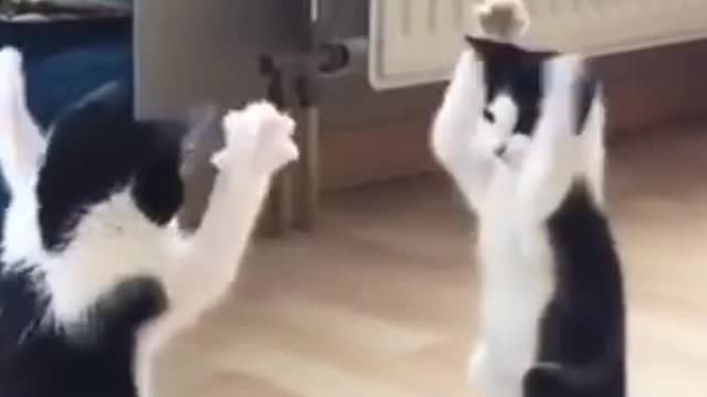 Funny Cat And mirror Video|Funny video|What's App Videos|30 Seconds Status Video|