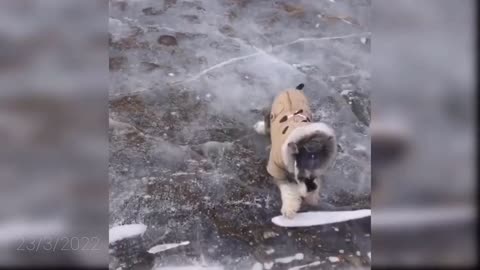 Cute 🥰 dogs 😍 and little puppy