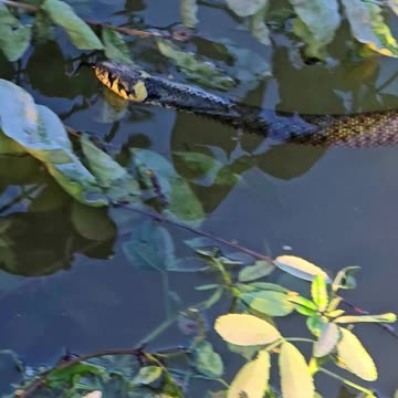 Snake swims into the bushes / beautiful snake in the river.