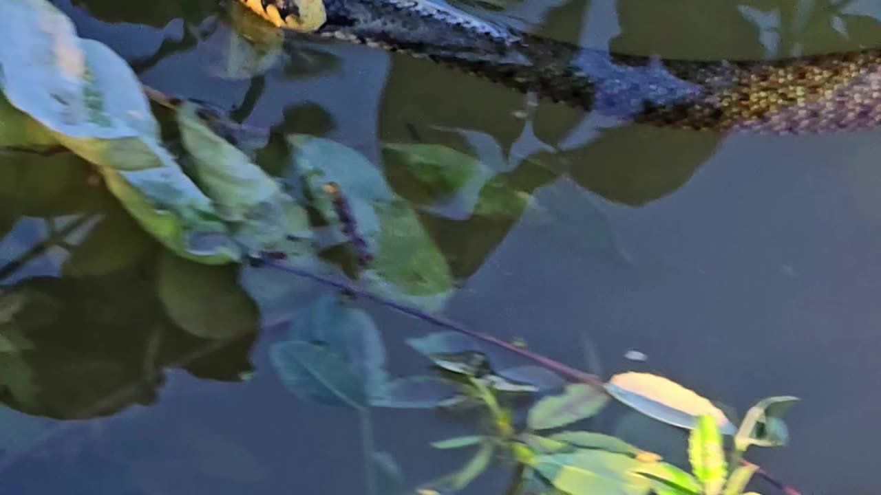 Snake swims into the bushes / beautiful snake in the river.