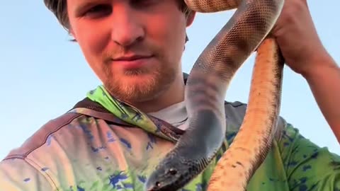 I yoinked one of the most venomous snakes in the world! ##australia#snake