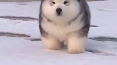 Alaskan malamute puppy in snow (nice video )