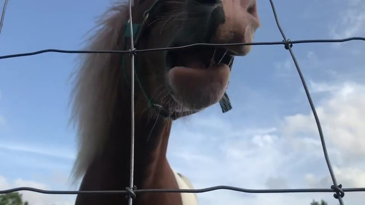 Trigger My Miniature Horse Having a Carrot Mukbang LOL. Too Cute!