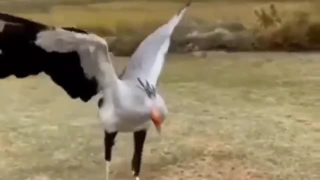 WHEN A SNAKE FACES AN EAGLE