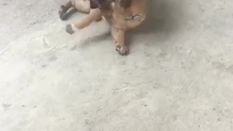 My two cute dogs, they are playing with each other, it's interesting