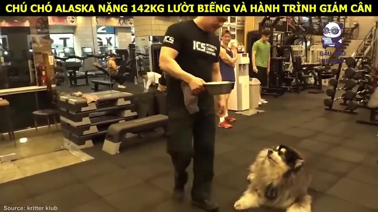 Chú Chó Alaska 140kg khiến mọi người phải trầm trồ vì sự Đáng Yêu __ Review Con Người Và Cuộc Sống