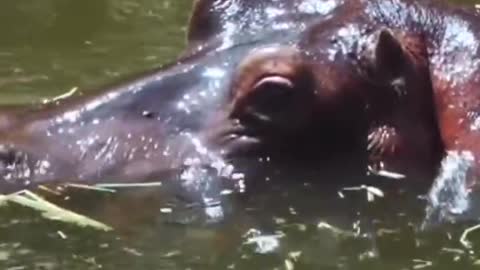 Bathing in the water at the hippo