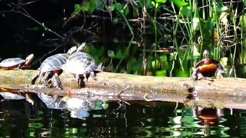 Painted Turtles