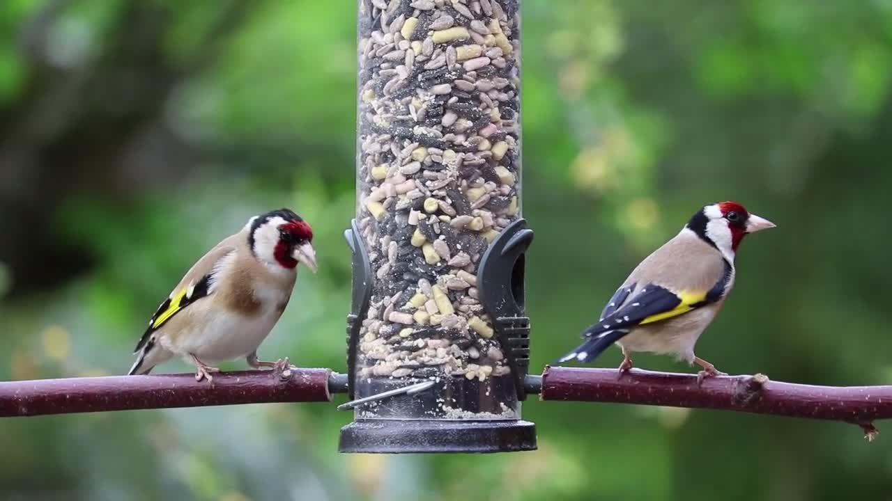 Birds and music