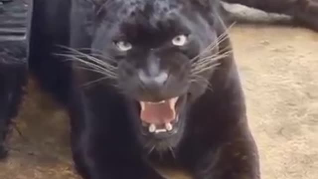 Real Sound of Jaguar So Dangerous Share #nature.