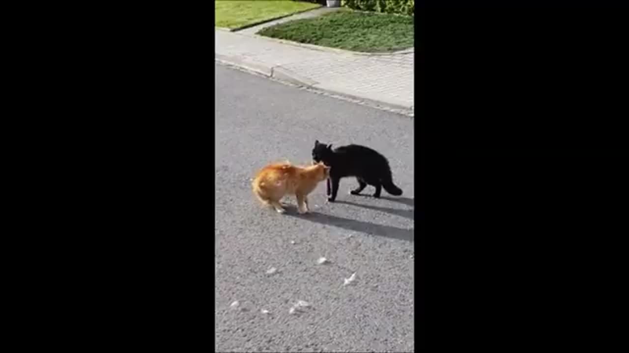 Animal funny videos ( cats / dogs- funny videos)