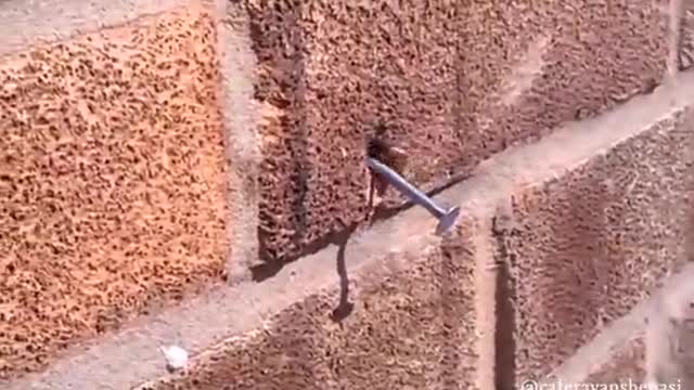 Pulling nails out of the wall by a bee!