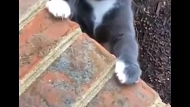 Watch These!! LOTS OF FUN!! 2021! My stomach hurts with laughter !!!! SPEAKING CATS
