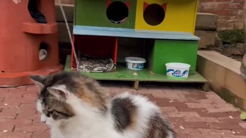 Cat Catch Stick Funny Movements