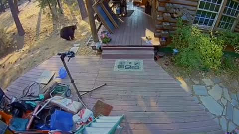 Bear attack on human catch on camera