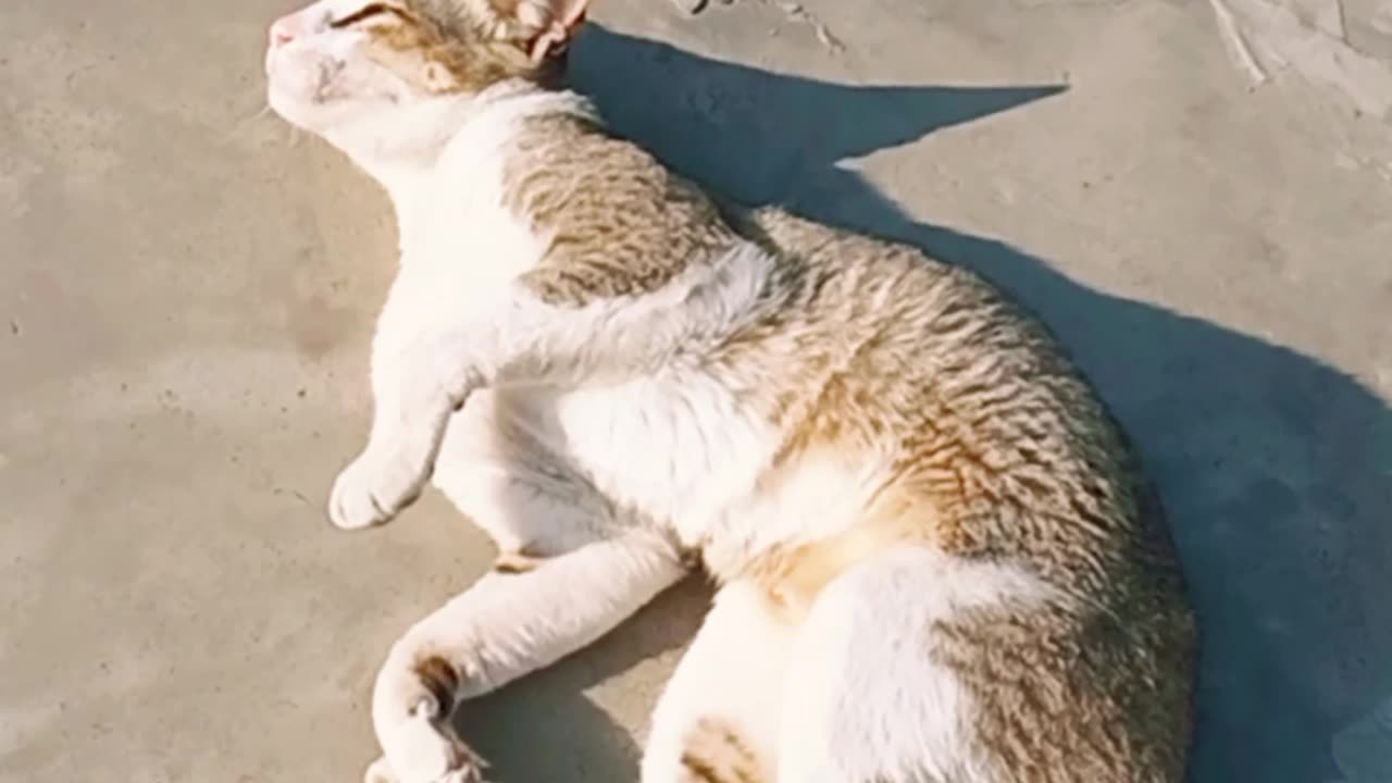 Funny cats enjoying the sun😺😽